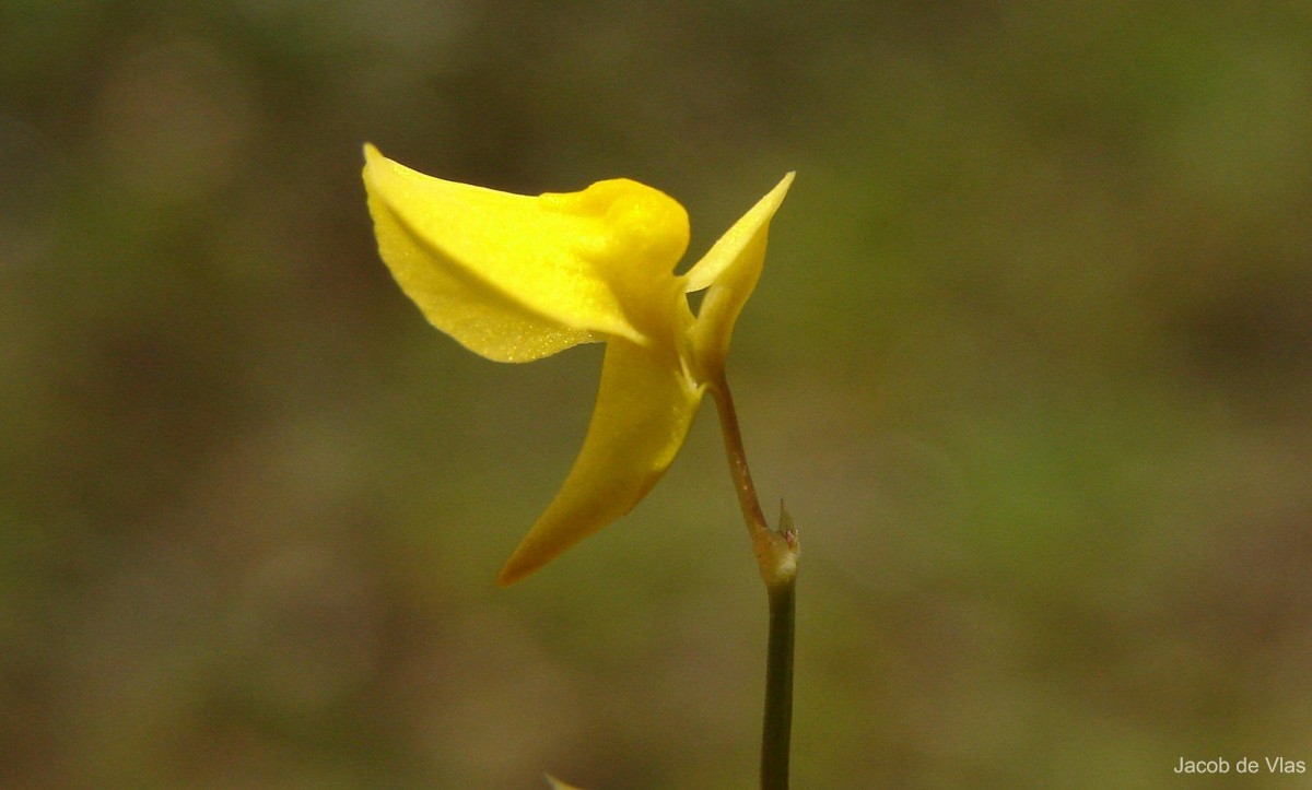 Utricularia bifida L.